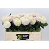 Dahlia Light Wizard