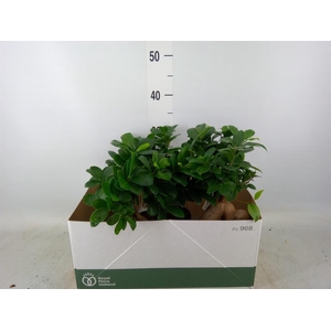 Ficus microcarpa 'Ginseng'