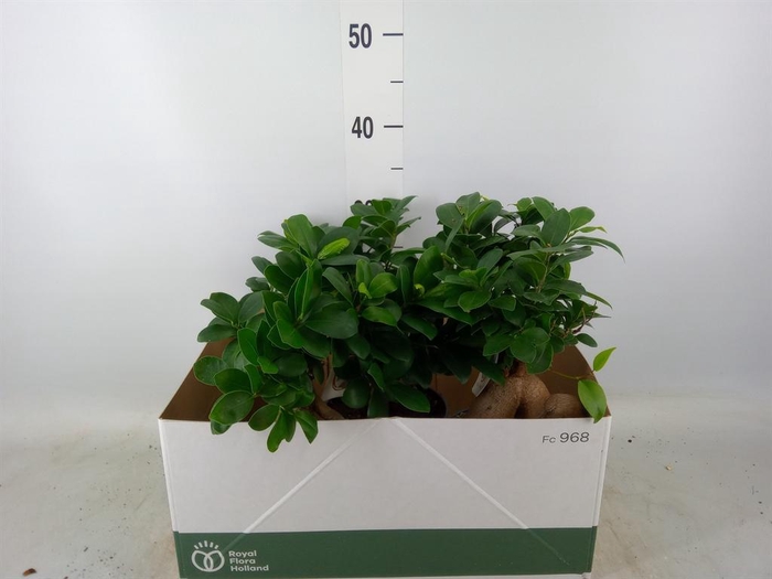 <h4>Ficus microcarpa 'Ginseng'</h4>