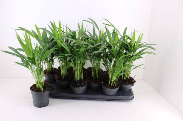 <h4>DYPSIS LUTESCENS</h4>