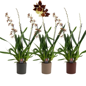 Inca Cambria Pacific Twilight 3+ spike XL 9cm in Eva ceramics