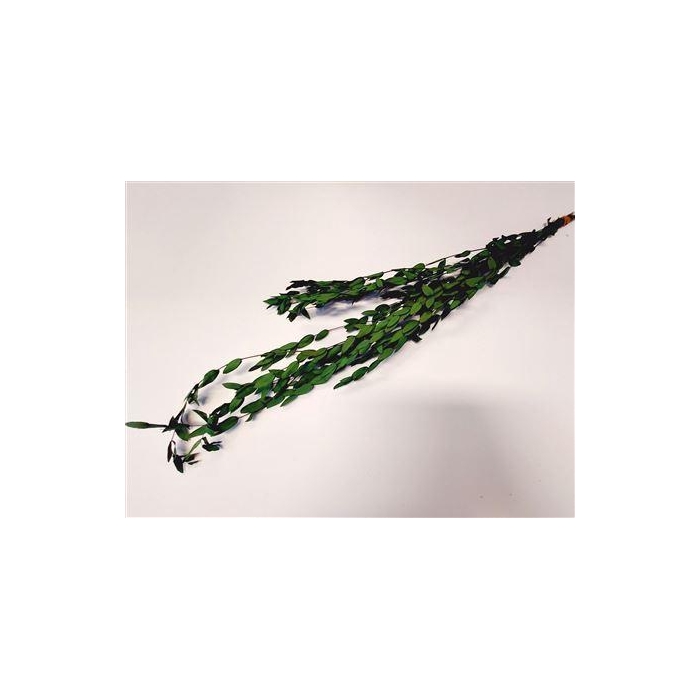 <h4>Bunch Euca Parvifoglia Pres.60g</h4>