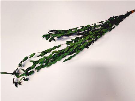 Bunch Euca Parvifoglia Pres.60g