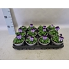 Viola cornuta F1 Denim jump up