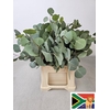 EUC POPULUS BLAD PB -ZA-SUPER
