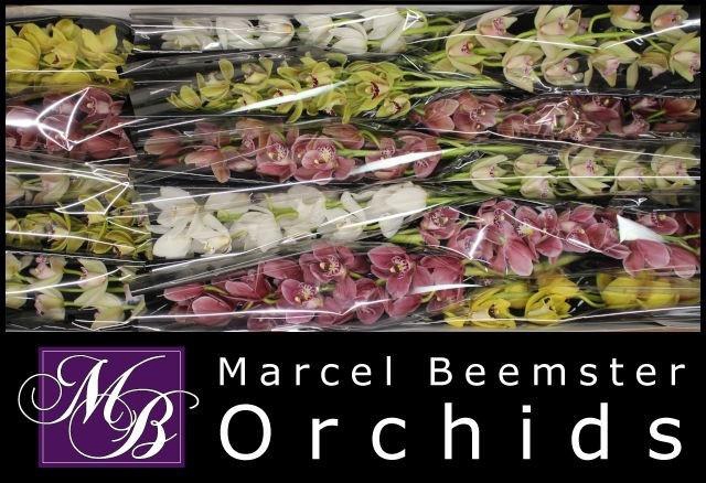 <h4>CYMB MI GEM</h4>