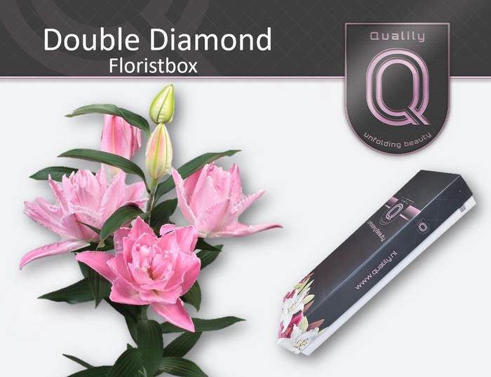 <h4>LI OR DU DOU DIAMOND FLORISTBOX 4+</h4>