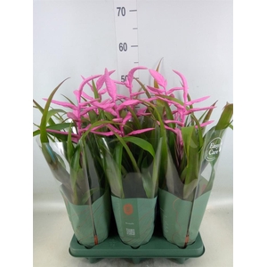 Tillandsia  'Andreas'