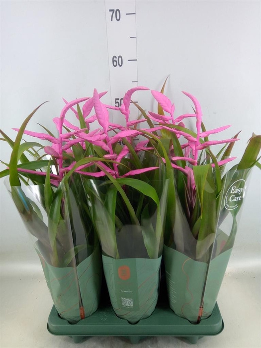 <h4>Tillandsia 'Andreas'</h4>