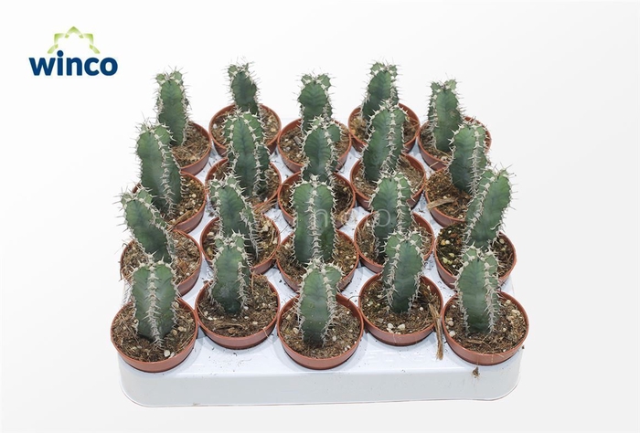 <h4>Euphorbia Polyacantha</h4>