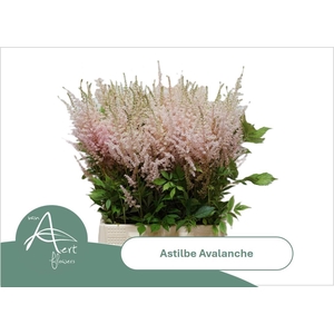 ASTIL JA AVALANCHE