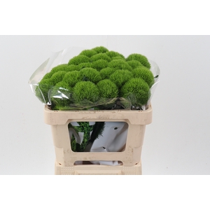 Di Barb Kiwi Mellow 50cm