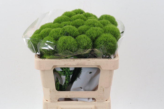 <h4>Di Barb Kiwi Mellow 50cm</h4>