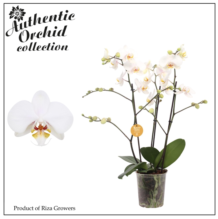 <h4>Phalaenopsis Marvellous White 40+ - 17cm | Authentic</h4>