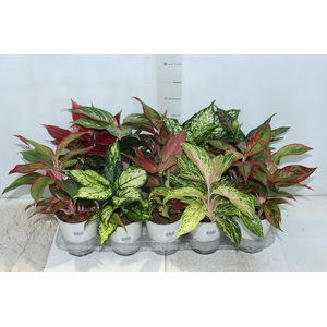 AGLAONEMA VARIADA P12 PREMIUM