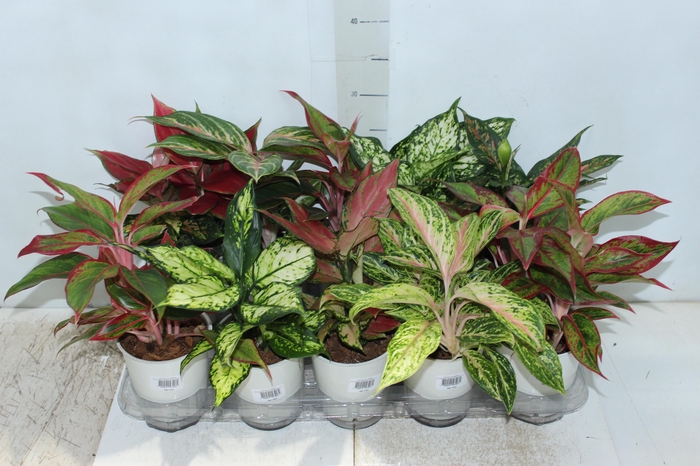 <h4>AGLAONEMA VARIADA P12 PREMIUM</h4>