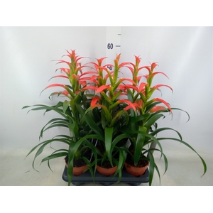 Guzmania wittmackii   ...red