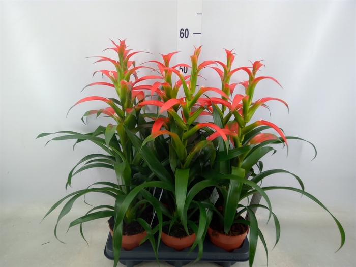 <h4>Guzmania wittmackii   ...red</h4>