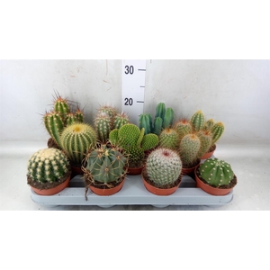 Cactus   ...mix