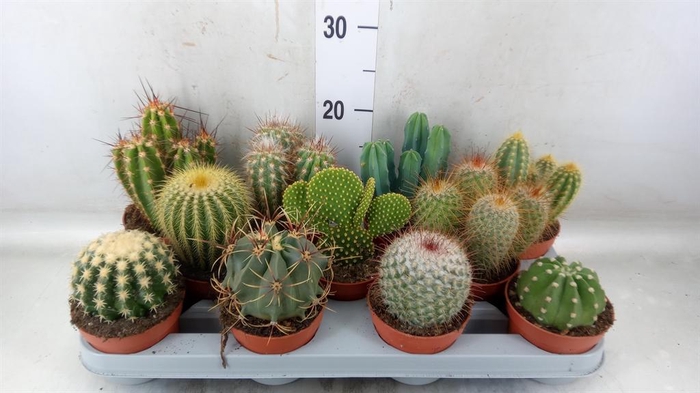 <h4>Cactus   ...mix</h4>