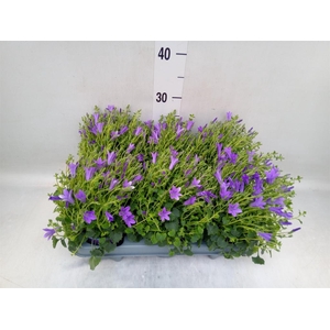 Campanula porten. 'Campala Nina'