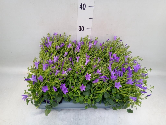 <h4>Campanula porten. 'Campala Nina'</h4>
