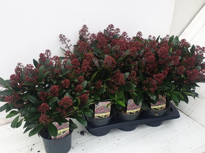 <h4>SKIM J RUBELLA</h4>