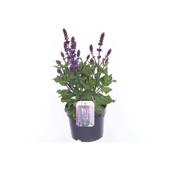 <h4>Salvia nem. Blue Marvel</h4>