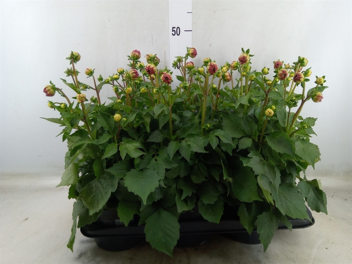 <h4>Dahlia  'Dahlinova Hypnot Red'</h4>