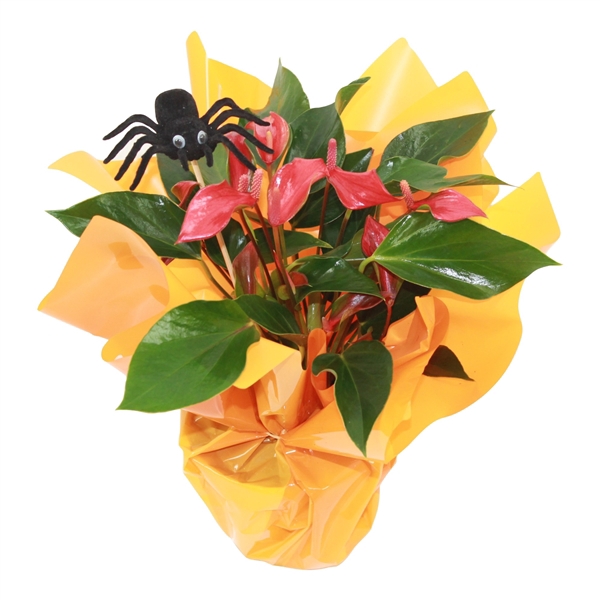 <h4>Anthurium XL.67 Trillions Red 14cm met halloween rondello en spinbijsteker</h4>