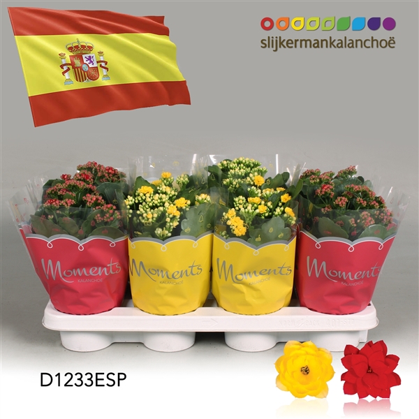 <h4>Kalanchoe Moments - Spain flag</h4>