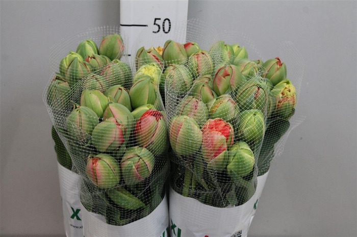 <h4>Tu Du Gudoshnik Doub</h4>