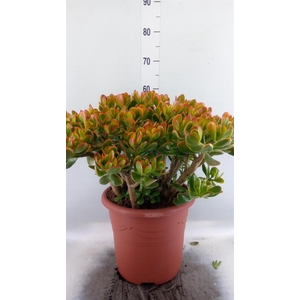 Crassula ovata 'Sunset'