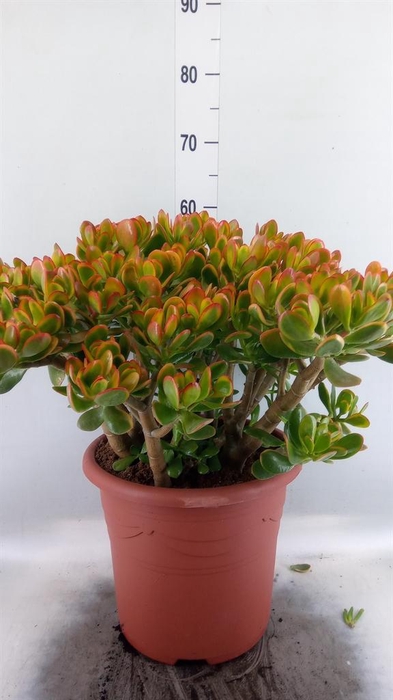 <h4>Crassula ovata 'Sunset'</h4>