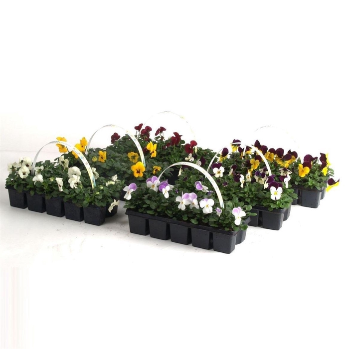 <h4>Vio Co Mixk</h4>