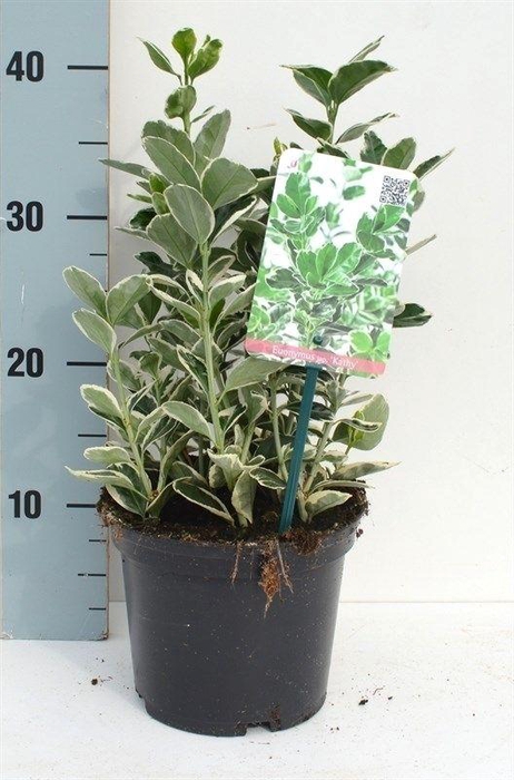 <h4>Euonymus japonicus 'Kathy'</h4>