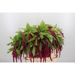Amaranthus Hang Rood