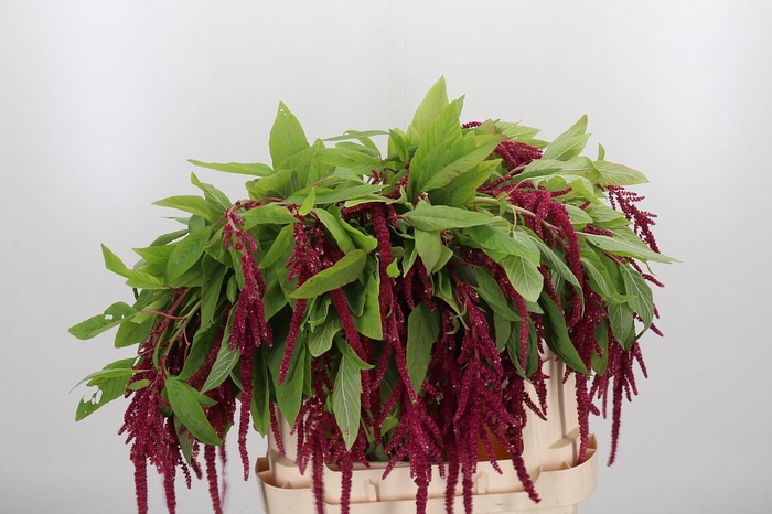 <h4>Amaranthus Hang Rood</h4>