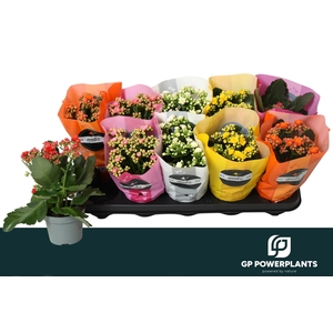 KAL GE PERF GEM 5 KL