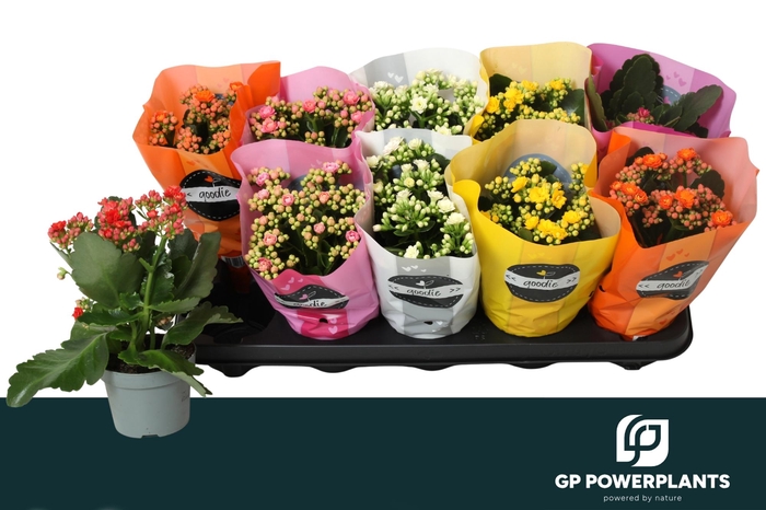 <h4>KAL GE PERF GEM 5 KL</h4>