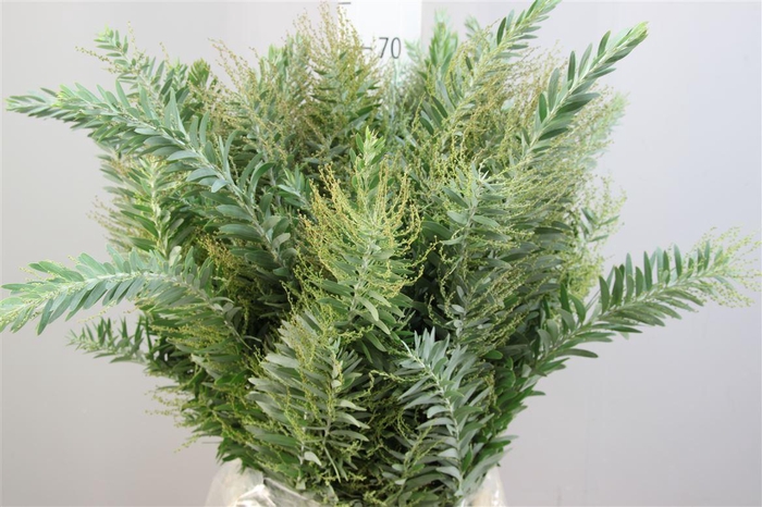 <h4>Mimosa Luna D'argento</h4>