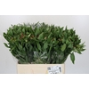 Alstroemeria Selection Hot Pink