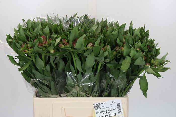 Alstroemeria Selection Hot Pink