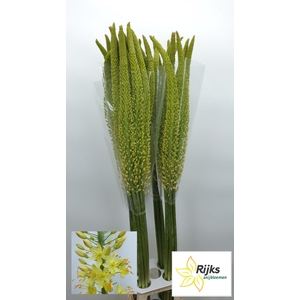 EREMURUS MONEYMAKER
