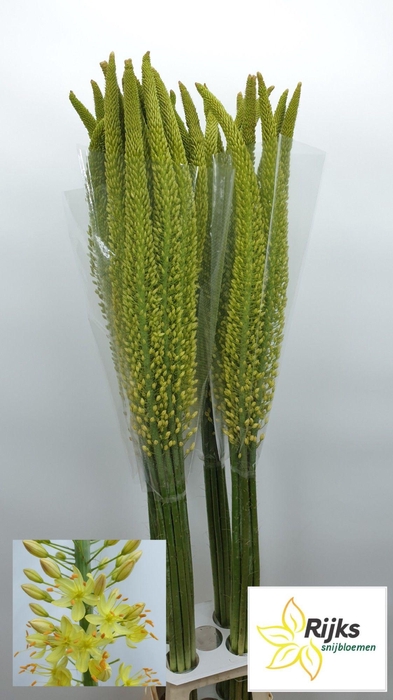 <h4>EREMURUS MONEYMAKER</h4>