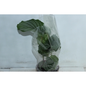 CALATHEA ORBIFOLIA P17