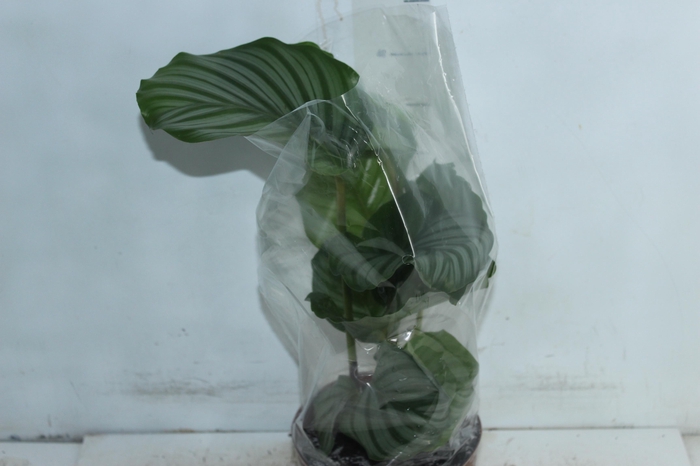 <h4>CALATHEA ORBIFOLIA P17</h4>