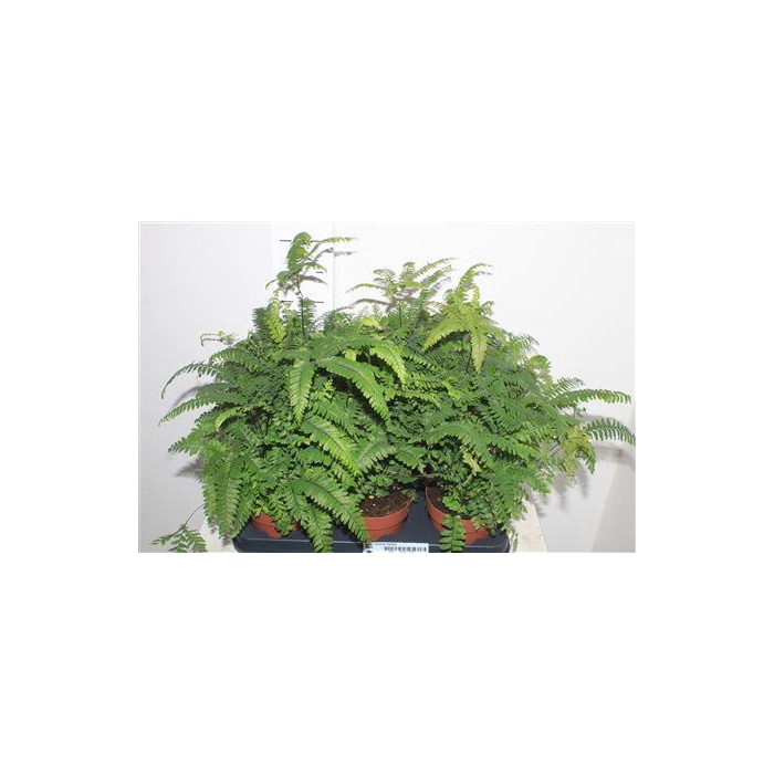 <h4>Adian Bronze Venus</h4>