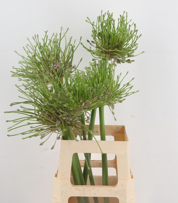 <h4>ALLIUM SCHUBERTII</h4>
