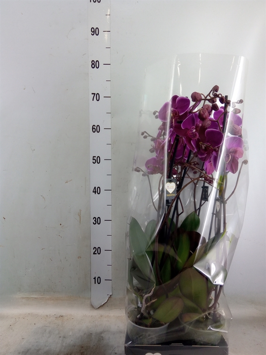 <h4>Phalaenopsis   ...lilac</h4>